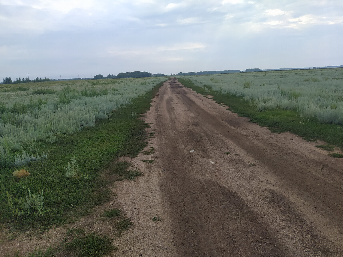 Фото автора. Дорога в лес