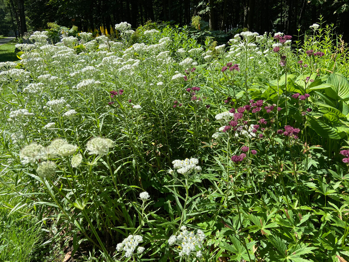 Анафалис жемчужный, Астранция 