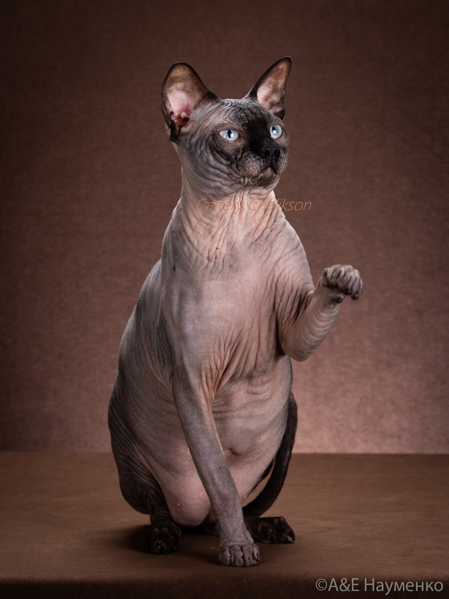 Шикарный сфинкс кот-производитель питомника сфинксов ЧАЛИКСОН по имени Caprizsphinx Lexus (дома просто Ося)