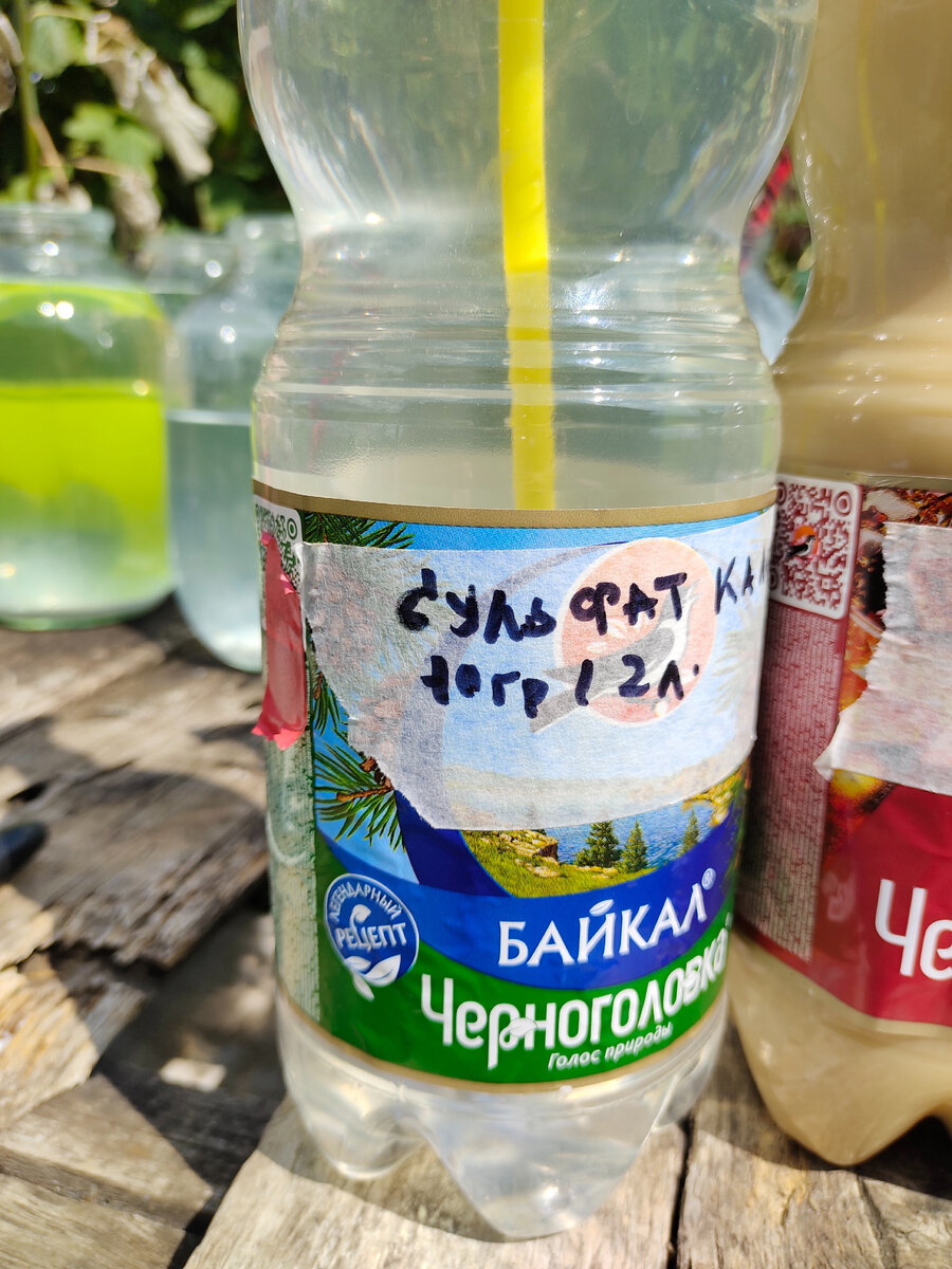 Баклажка из моего эксперимента 2022 года 