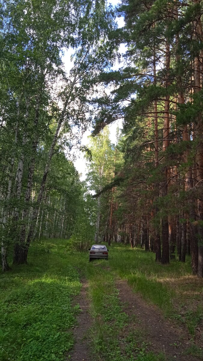 Фото автора. Слева- березовый лес, слева сосновый.