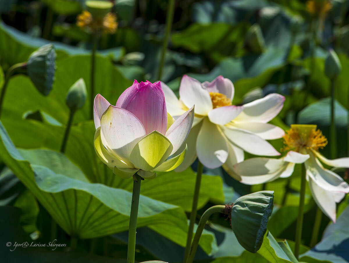 Where to see the blooming lotus in Russia (PHOTOS) - Russia Beyond