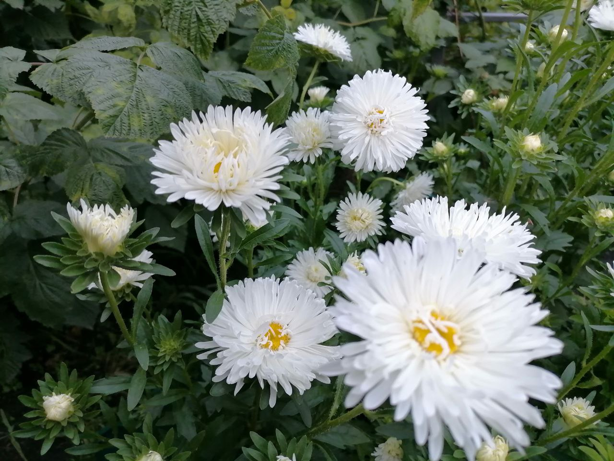 Пока зацвела первая самая простенькая астра, сортотип Воронежская, но мне нравится такая нежность, фото автора