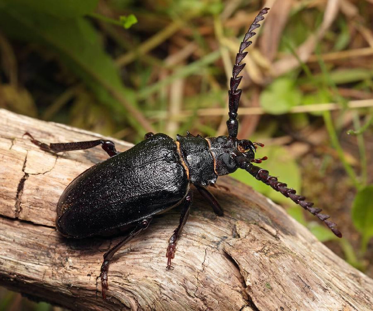    Фото: Комлесхоз МО