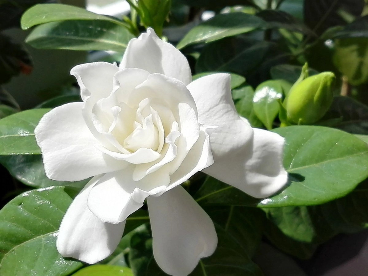 Гардения жасминовидная (Gardenia jasminoides) | ВКонтакте