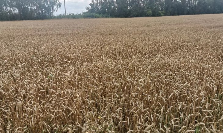    Специалисты Россельхознадзора обследовали на содержание ГМО посевы в Курской области