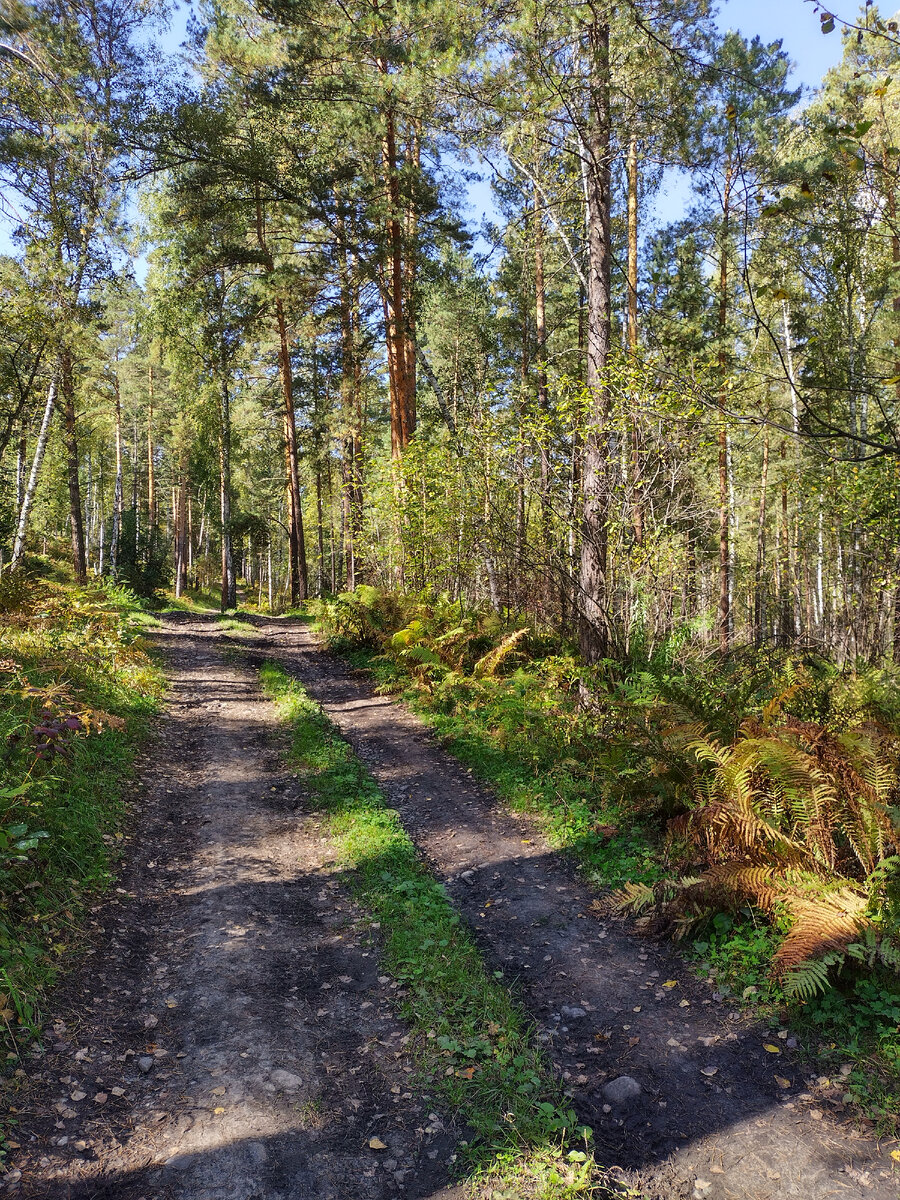 Хвойный лес за селом Аскат. Фото для "затравки"