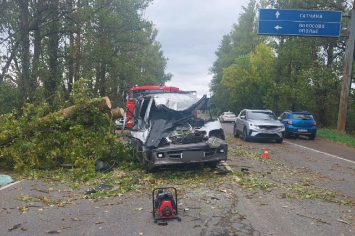    Дерево убило ехавшего мимо водителя в Гатчинском районе Ленобласти