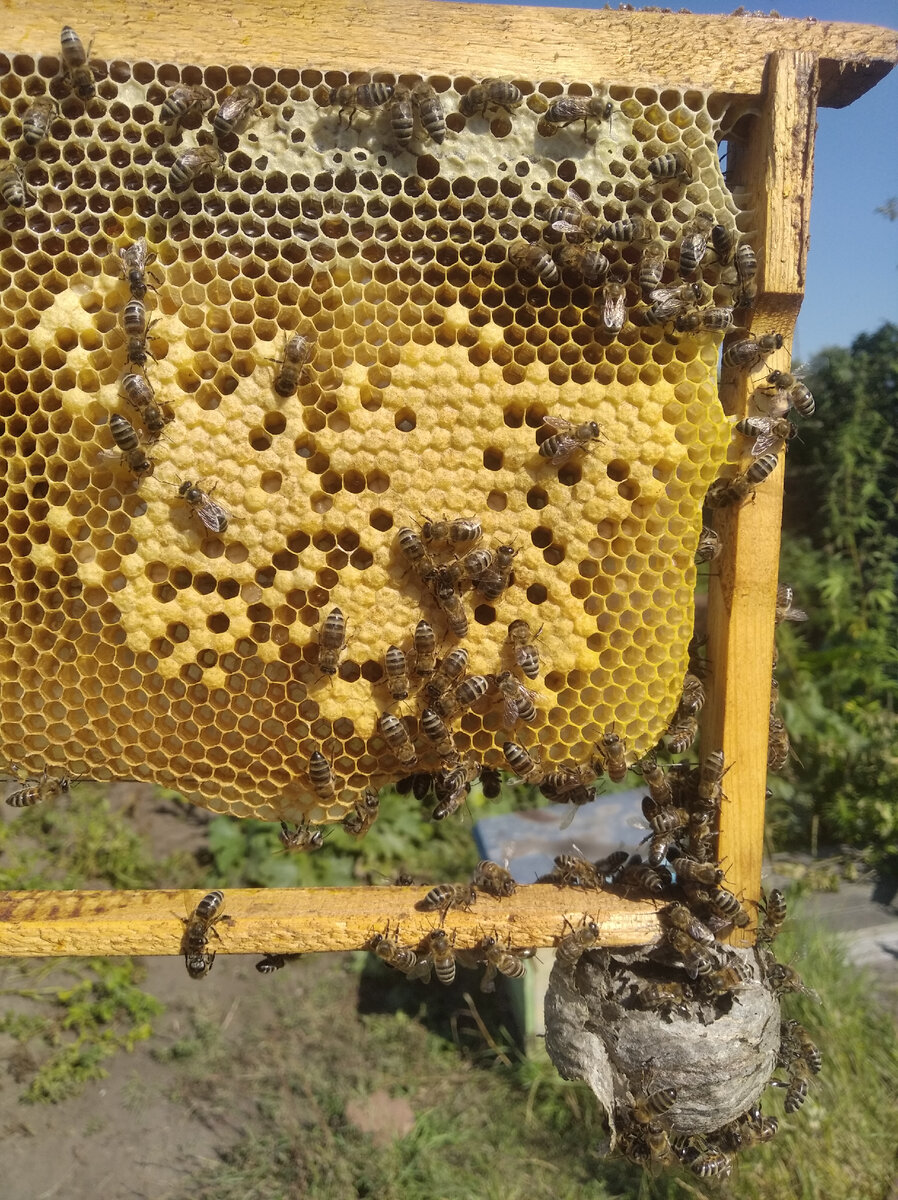 Ловля бродячих роев. Итоги сезона, прибыль от затеи. | bee хобби | Дзен