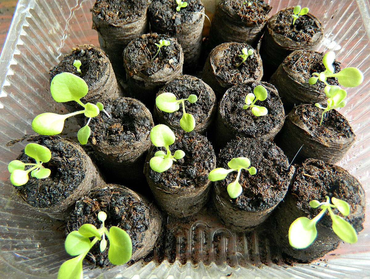 Как я выращиваю рассаду петунии - очень просто | Дачный дневник пенсионерки  | Дзен