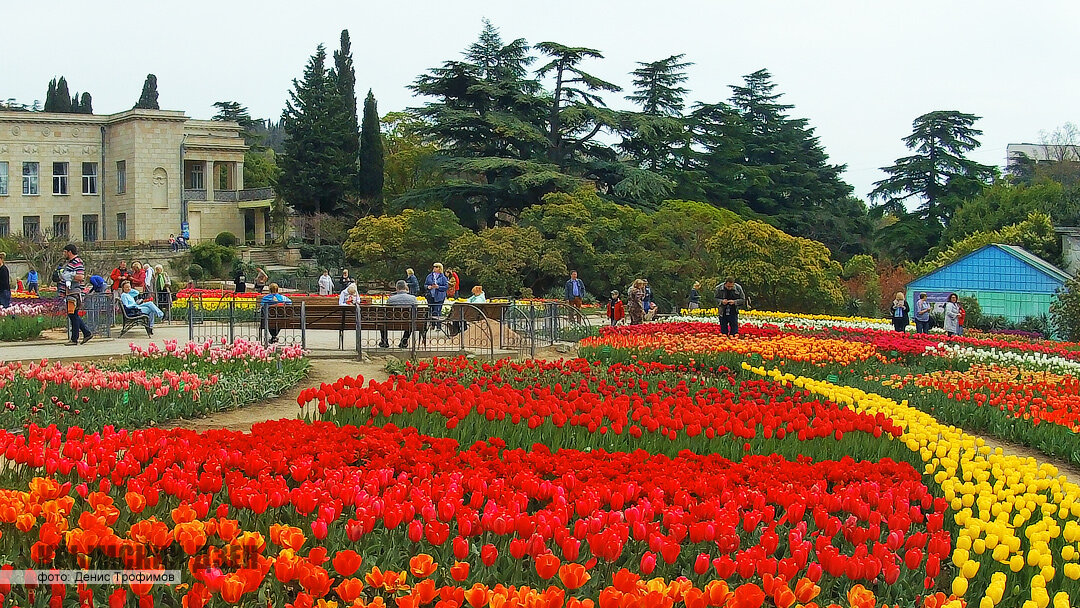 «Парад тюльпанов» в Никитском ботаническом саду, 2018