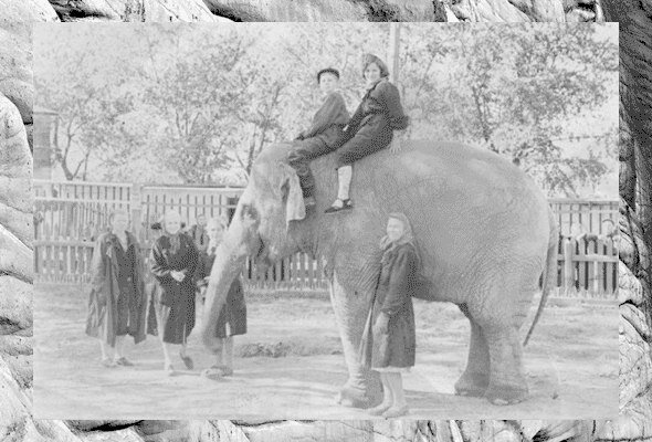 Наш слон. Пермский зоопарк слон Джонни. Слон Ростовский зоопарк 1958 год.