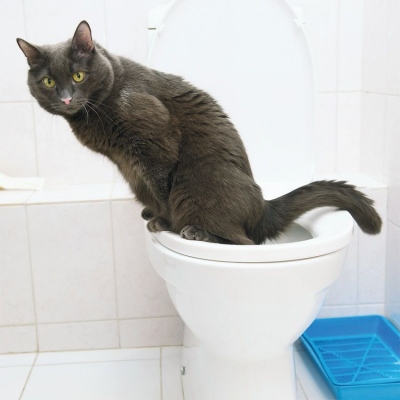 Как приучить кота к унитазу: лучшие методы для домашних питомцев [Кошки cats]