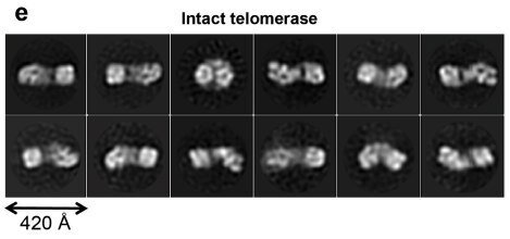 Необработанные изображения частиц теломеразы