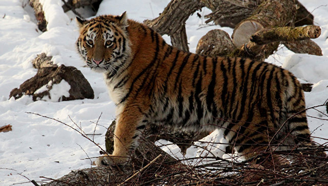  16:2108.03.201852950371© РИА Новости / Виталий Аньков