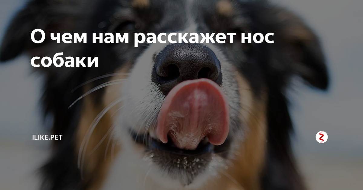 Забитый нос у собаки. Мокрый нос собаки. мокрый собачий нос. зачем собаке мокрый нос. что значит сухой нос у собаки.