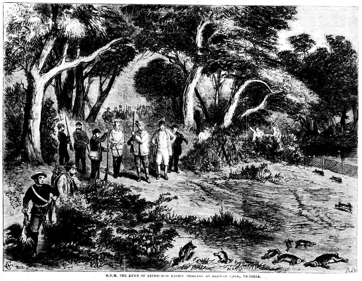 Принц Альфред, герцог Эдинбургский охотится на кроликов, иллюстрация. 
Барвонский парк, Австралия, 1860-е