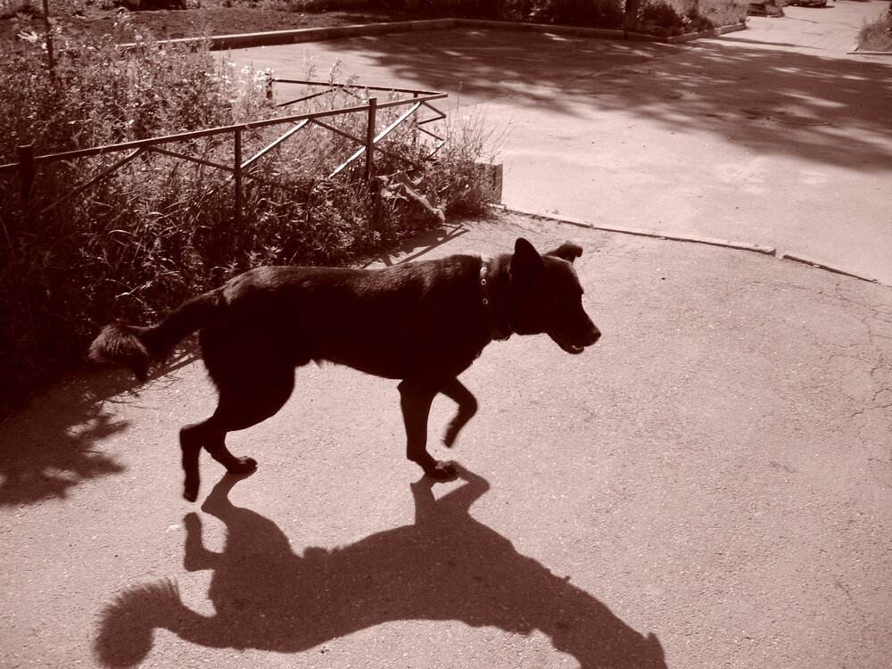 Уцелевший из стаи пес