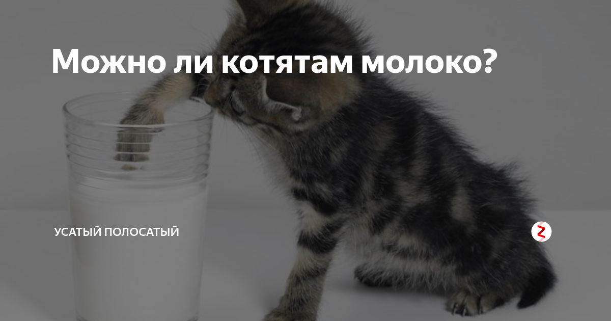 Котенка можно кормить коровьим молоком. Молоко для котят. Кошкам нельзя молоко. Можно молоко котятам. Почему кошкам нельзя молоко