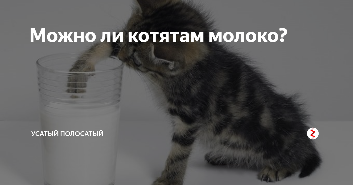 Можно ли котятам молоко в 1 месяц. Молоко для котят. Кошкам нельзя молоко. Можно молоко котятам. Почему кошкам нельзя молоко.