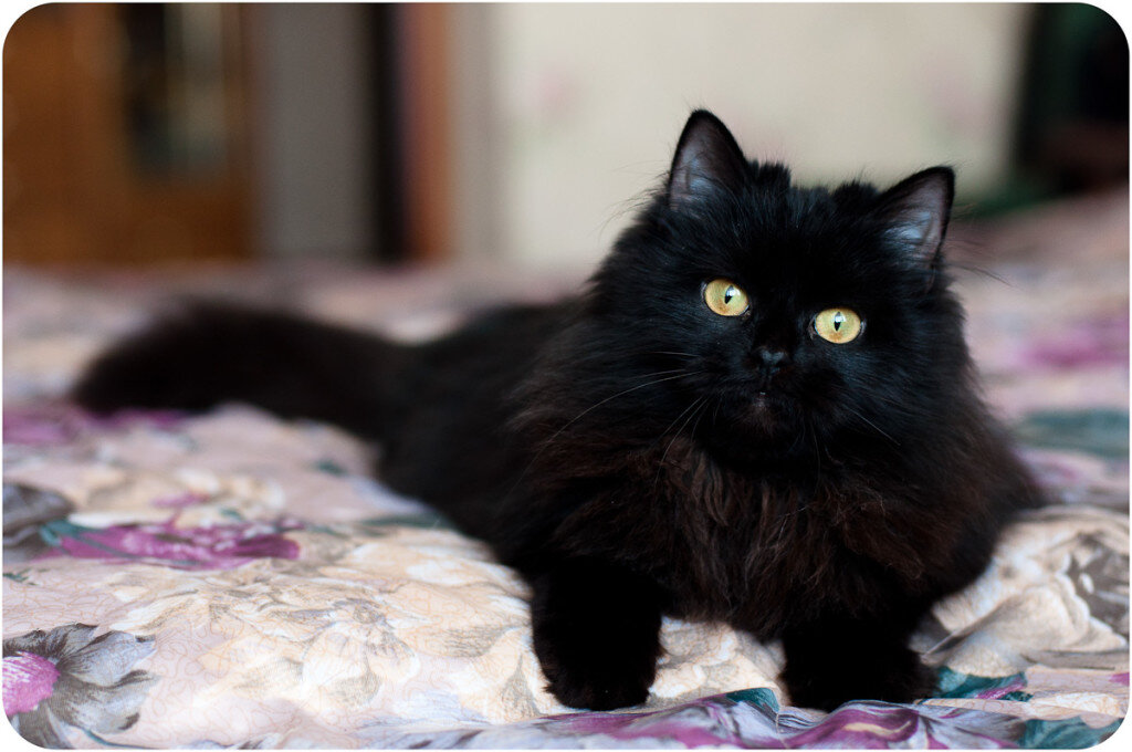 фото с сайта zooshans.bu