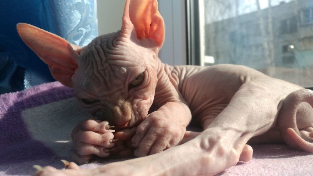 Канадский сфинкс, фото с сайта http://itd3.mycdn.me