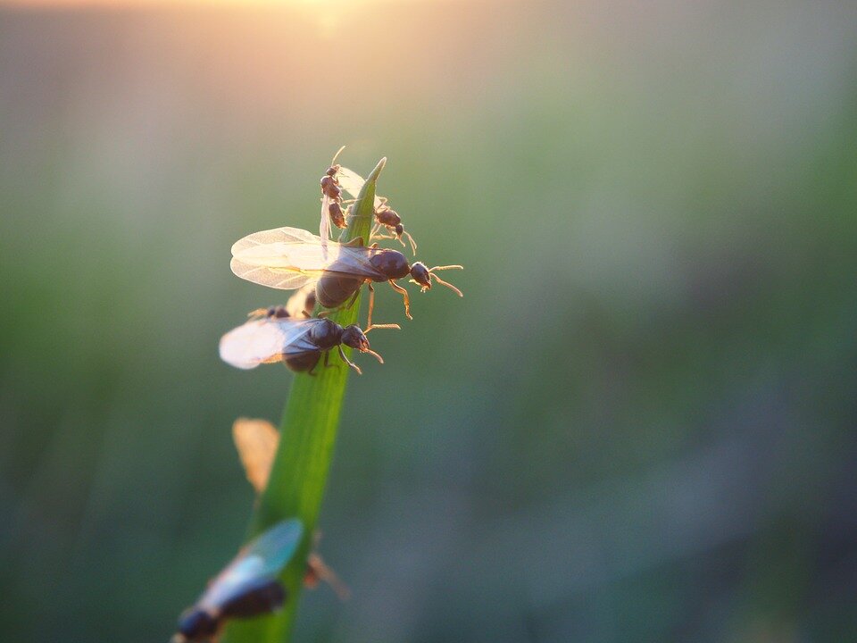 Обиженный муравей. Насекомое похожее на ветру. Flying Ants.