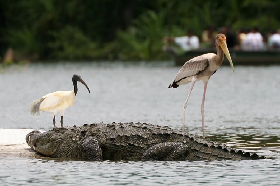    Кто же не знает таких замечательных животных как крокодилы. Но оказывается, этим рептилиям есть чем вас удивить. И так начнем, удивительные факты о крокодилах, которые вы могли не знать. 1.-2