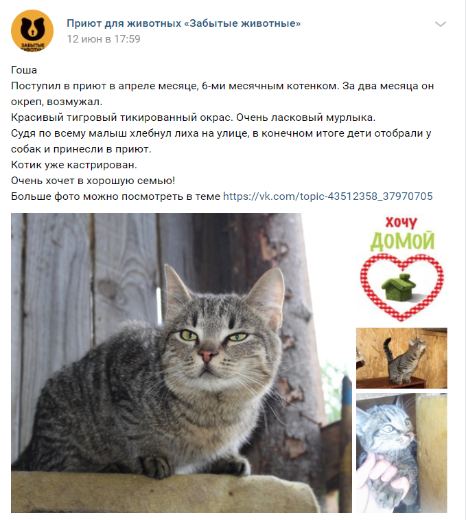 Группа ВК "Приют для животных "Забытые животные"