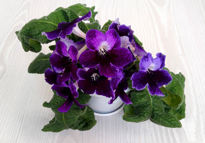 Стрептокарпус Kuba