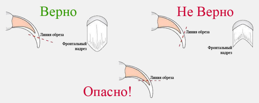 Схема обрезки когтя