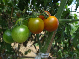 Как бороться с фитофторой у помидор (3 способа, которые работают)