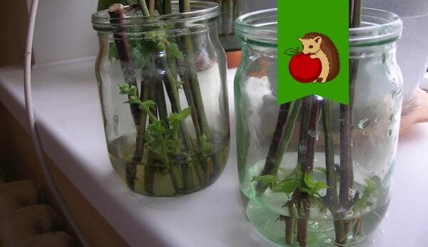 Фото: https://babushkinadacha.ru/wp-content/uploads/2018/04/cherenki-maliny.jpg