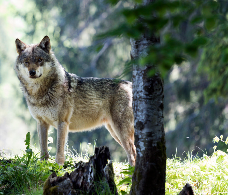 как обнаружить логово волка?