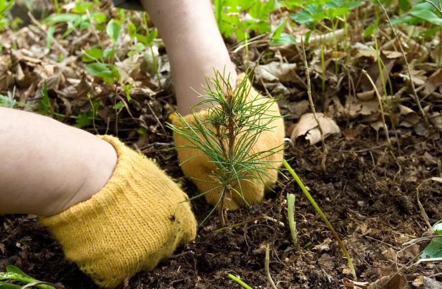 Фото – vladleshoz33.ru