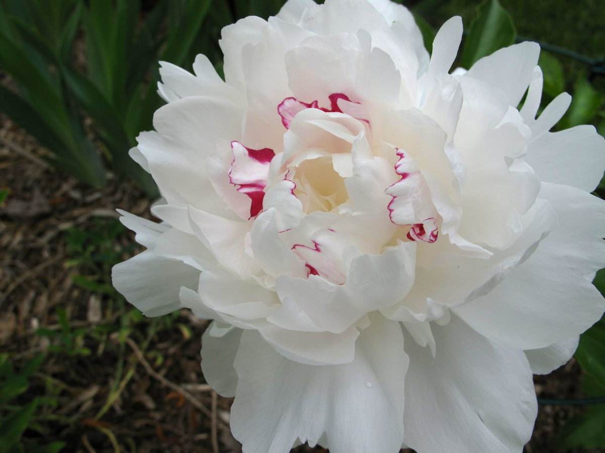 фото: Фестива Максима