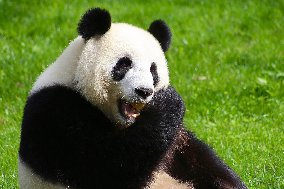 Живая панда цена в россии. Большая и малая Панда. Панда в Московском зоопарке. Панда стоит. Панда стоя.