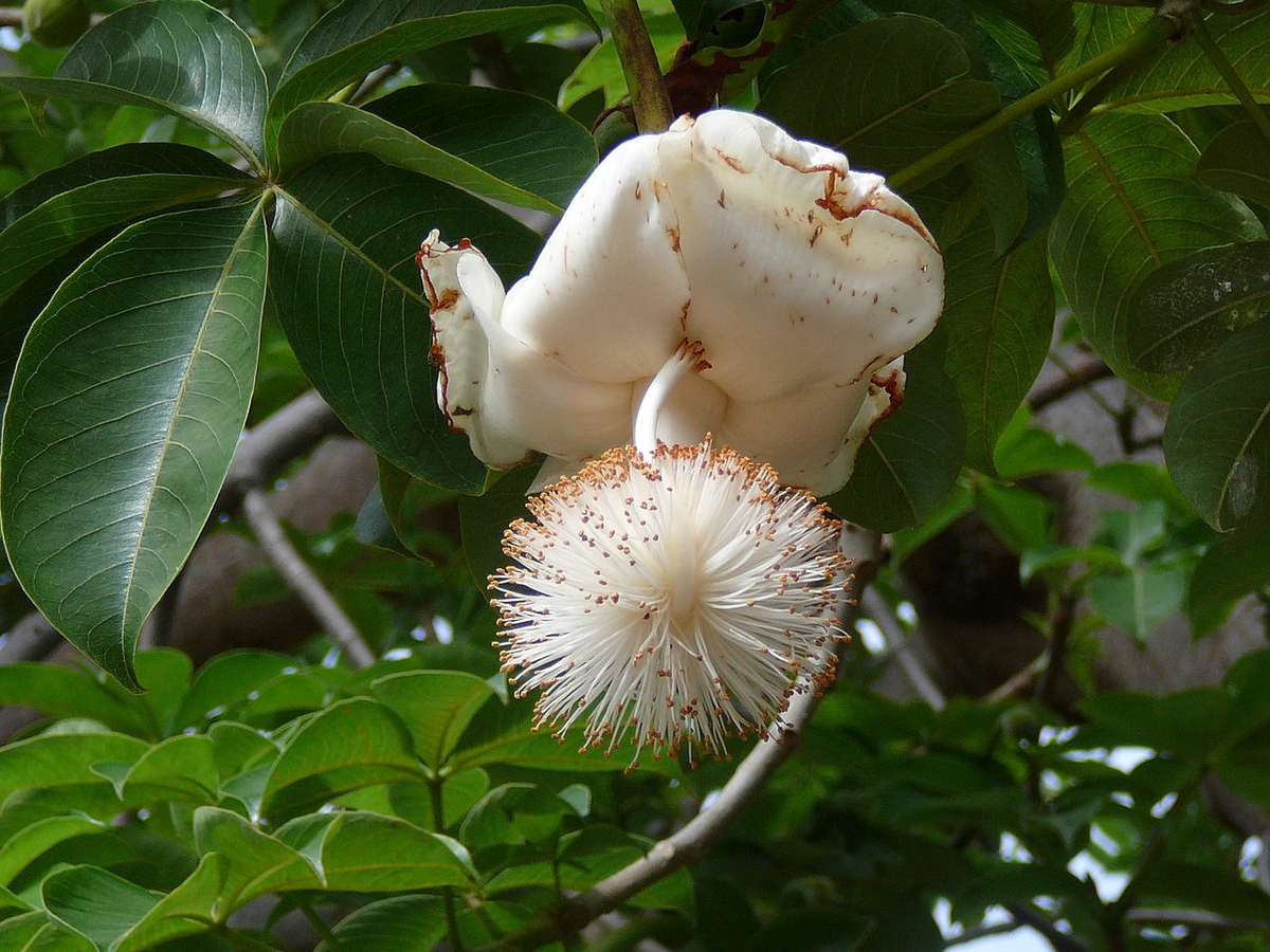 Необычные растения деревья. Баобаб (Adansonia). Адансония пальчатая (баобаб пальчатый). Баобаб цветет. Баобаб дерево цветет.