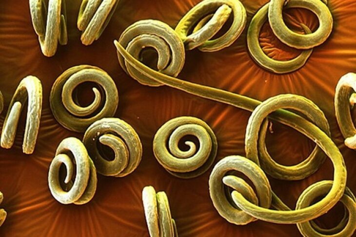 фото: divanews.ru