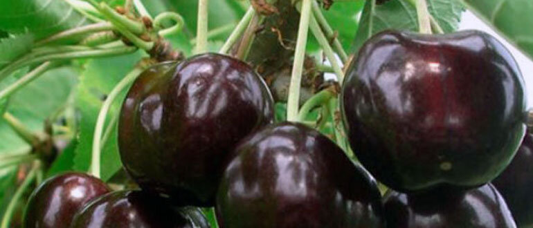 Сорт "Ипуть"