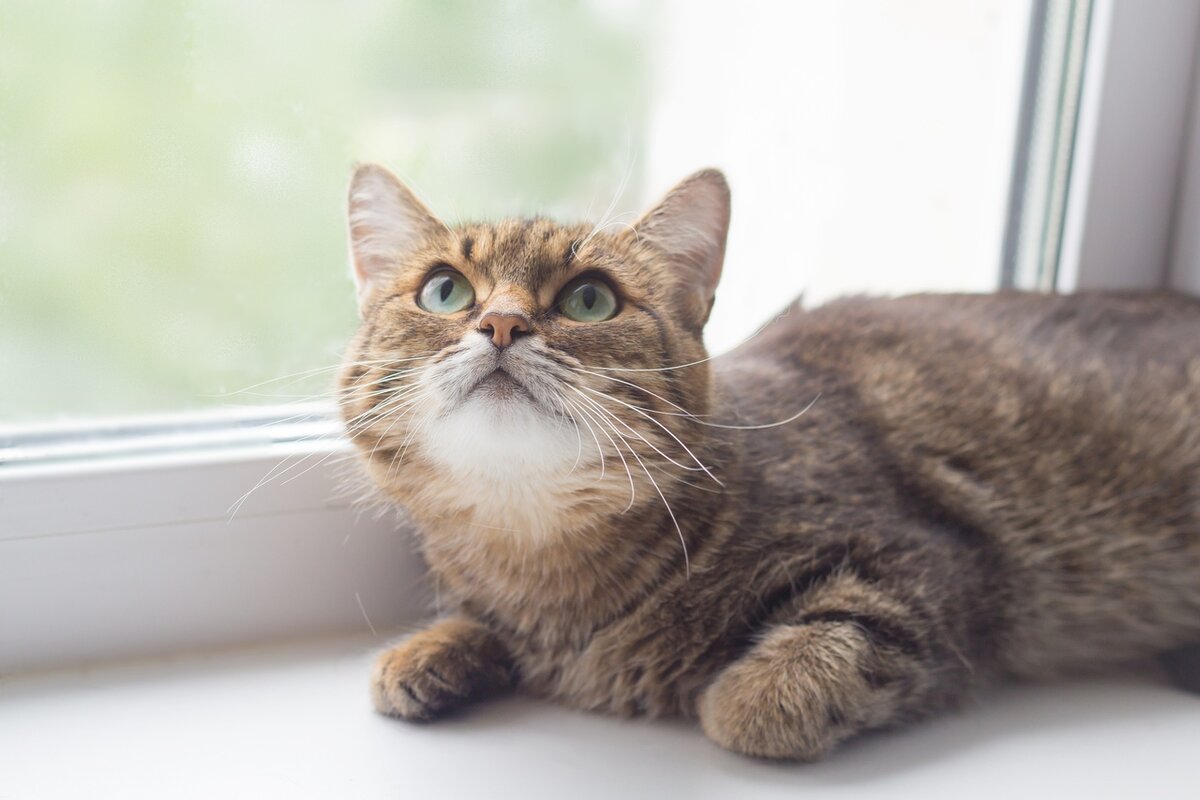 Фото АНО ЗООЦЕНТР ДОБРЫЕ СЕРДЦА