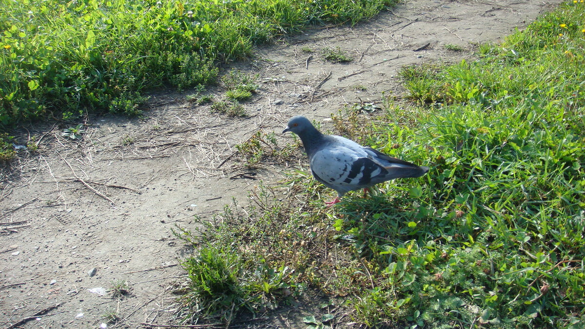 Этот не раненый, просто - голубь. (Фото автора)