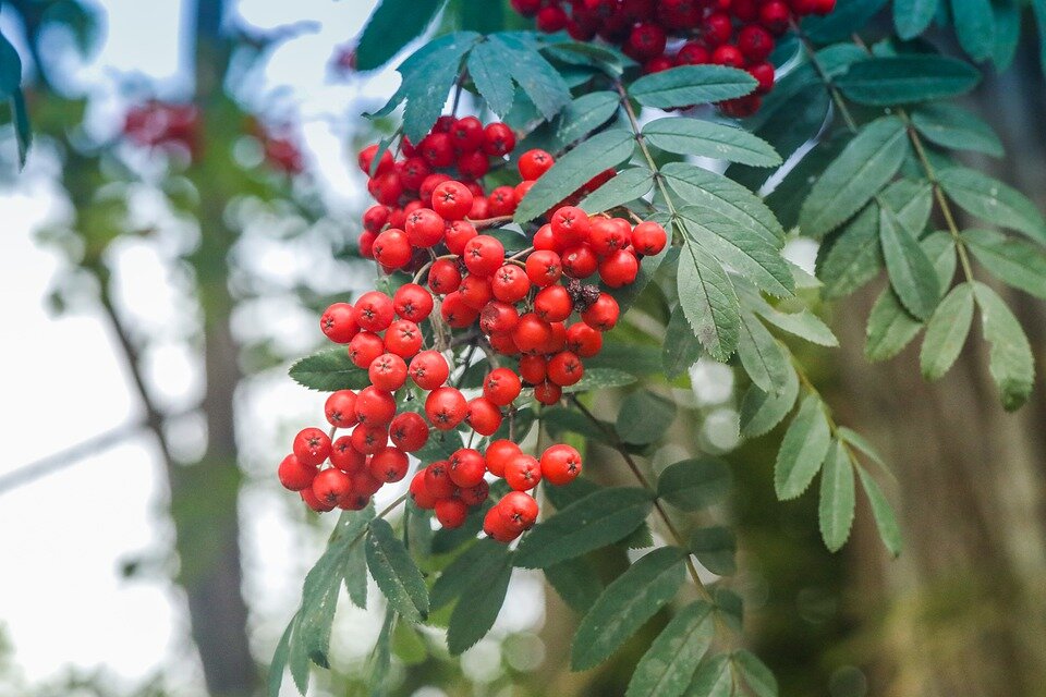 Источник: pixabay.com/