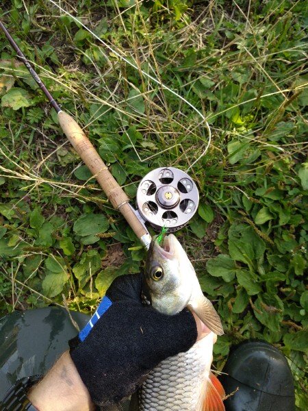 Голавль на моего кузнечика