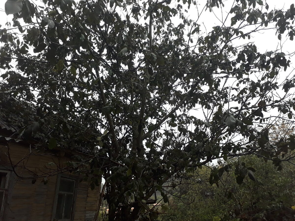 Дерево в полный рост.