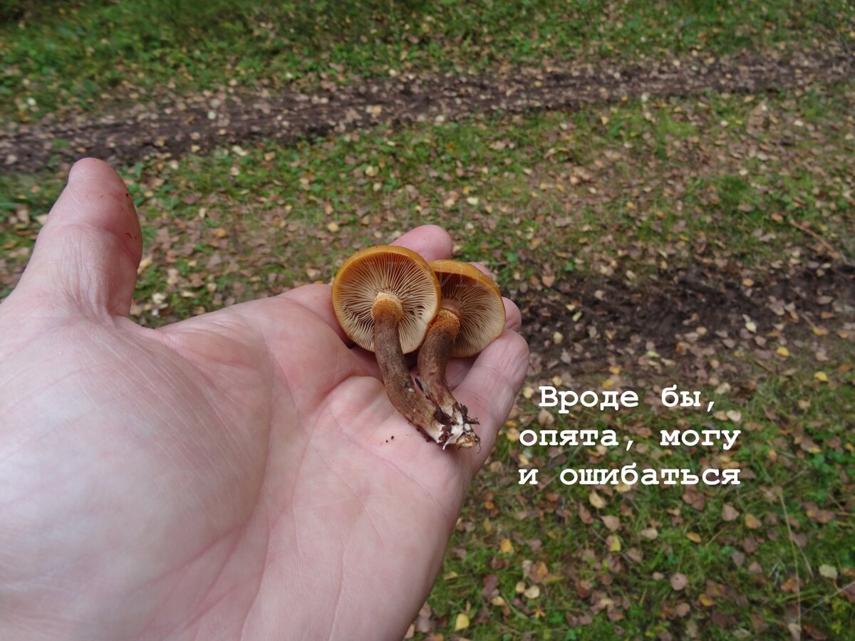 вышел на дорогу, вот так выглядят они снизу