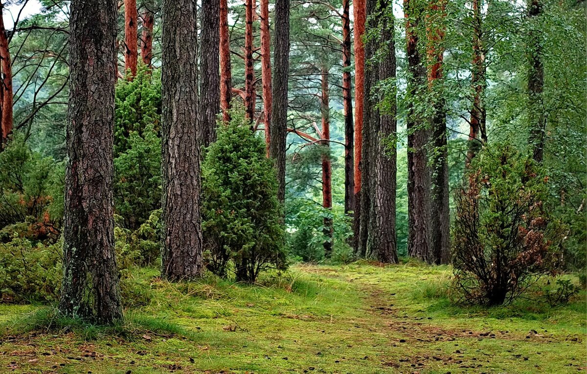 Ооо лесное