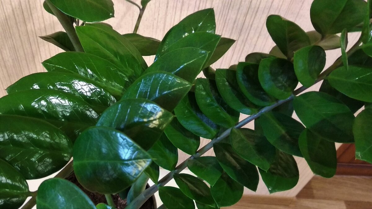 У замиокулькаса очень красивые блестящие листья. За это он и ценится.