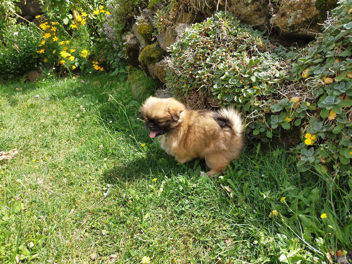Мы с Текилой в саду. Очаровашке всего два месяца.