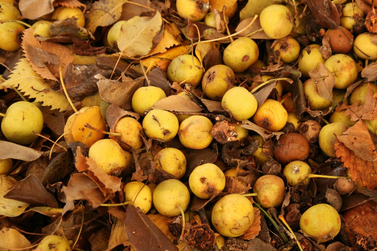 груша садовая